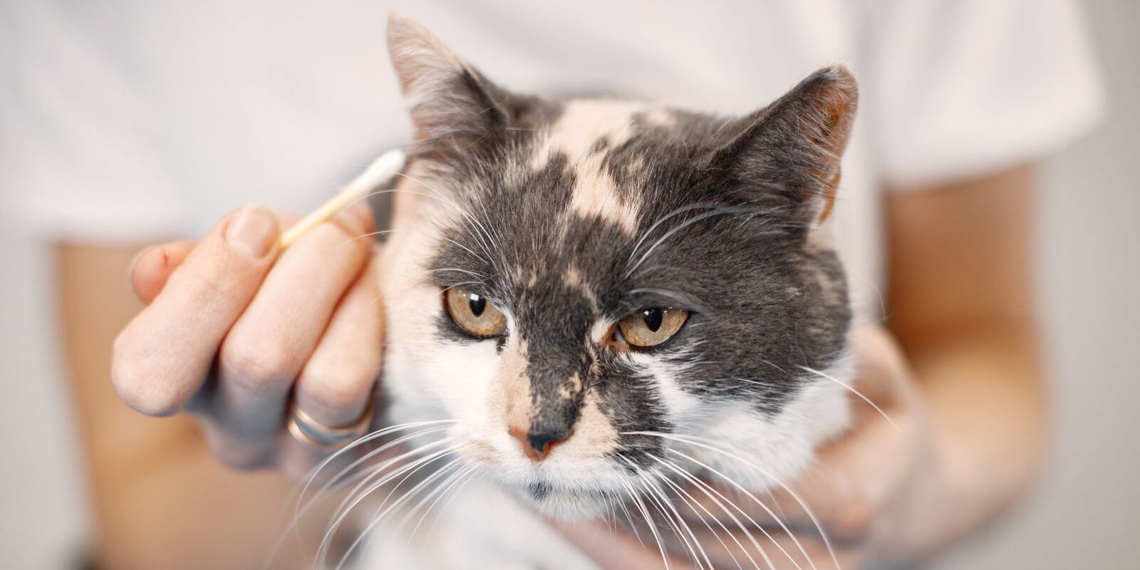 Picture of How to Notice and Treat Ear Mites in Cats